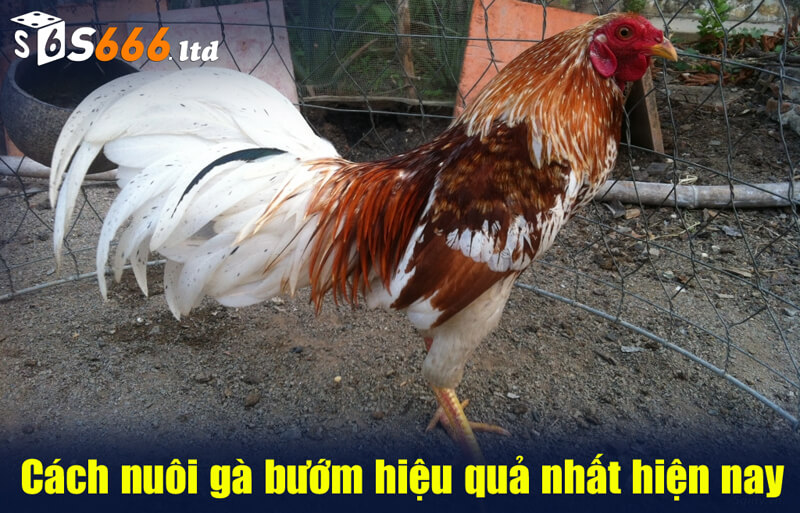 Cách nuôi gà bướm hiệu quả nhất hiện nay