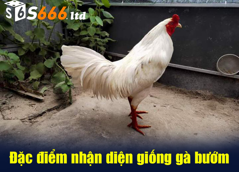 Đặc điểm nhận diện giống gà bướm