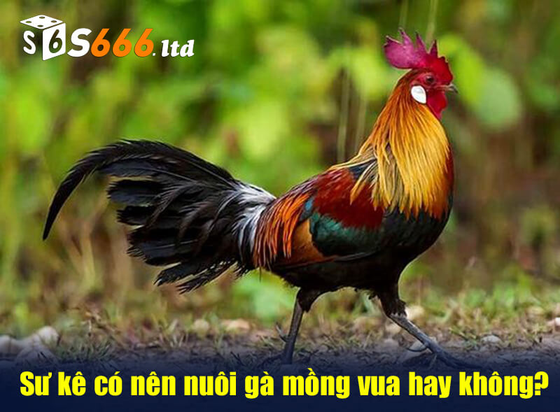 Sư kê có nên nuôi gà mồng vua hay không?