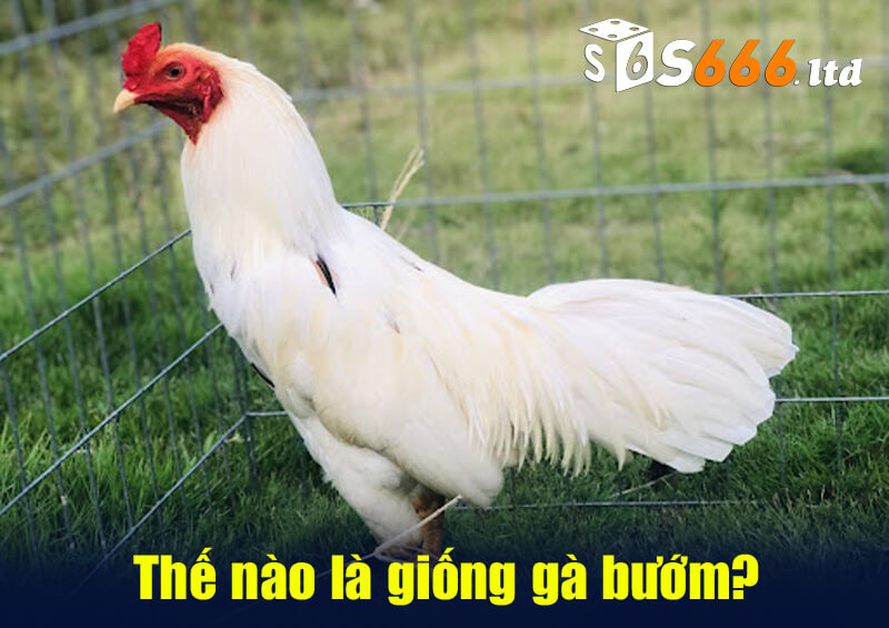 Thế nào là giống gà bướm?