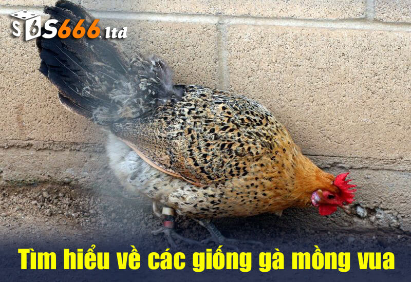 Tìm hiểu về các giống gà mồng vua trên thị trường